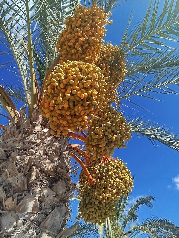 Odetchnij na Costa Blanca/ joga, mindfulness, joga twarzy (3)